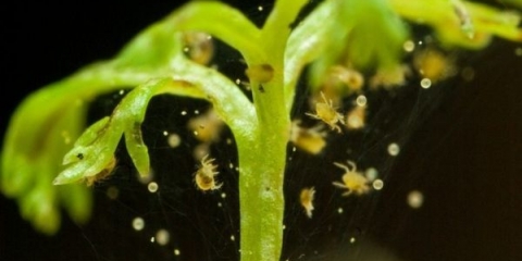 Kako se nositi sa paukovim grinjama kod kuće